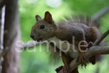 エゾリス３の画像