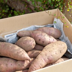 自然栽培のさつまいも 5kg画像