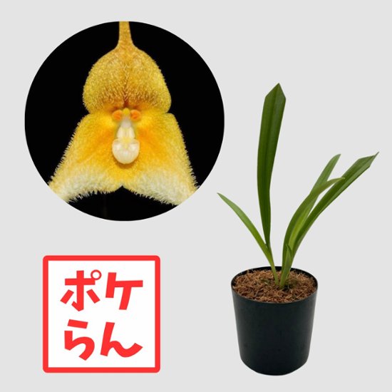ポケらん Dracula hirsuta xanthina画像
