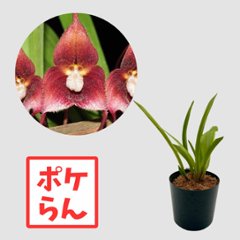 ポケらん Dracula hirsutaの画像