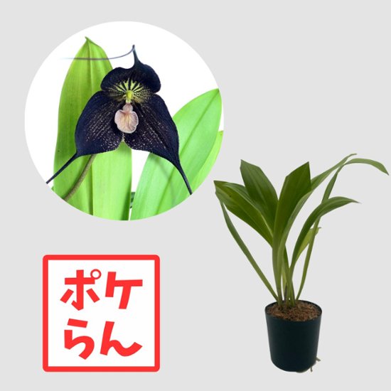 ポケらん Dracula Raven `Ivan′画像