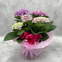 母の日ギフトあじさいの画像