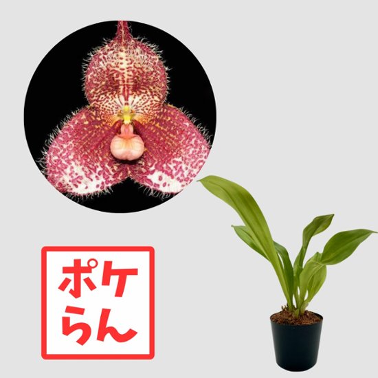 ポケらん Dracula gorgona red画像