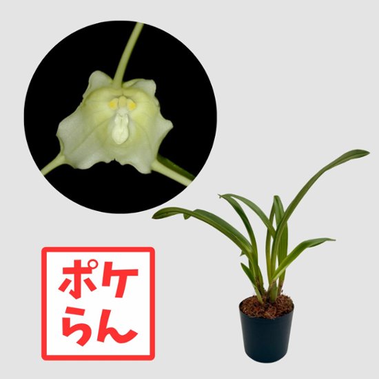 ポケらん Dracula levii画像