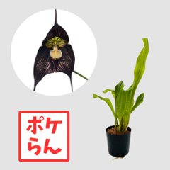 ポケらん Dracula vampire 'Gualaceo'の画像