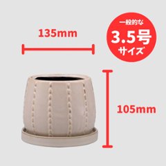 アルブースポットD S画像