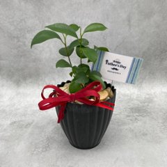 父の日ギフト 観葉植物の画像