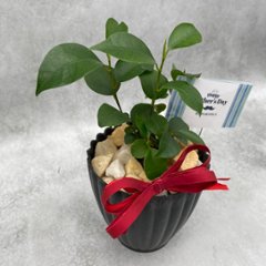 父の日ギフト 観葉植物画像