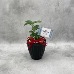 父の日ギフト 観葉植物画像