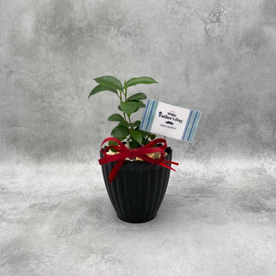 父の日ギフト 観葉植物画像