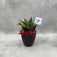 父の日ギフト 観葉植物画像