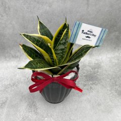 父の日ギフト 観葉植物画像