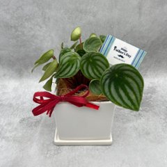 父の日ギフト 観葉植物の画像