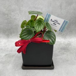 父の日ギフト 観葉植物の画像