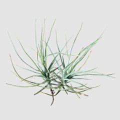 チランジア shiedeanaの画像