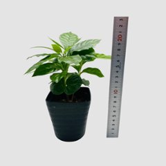 コーヒーの木　3.5号 (コーヒーノキ)画像