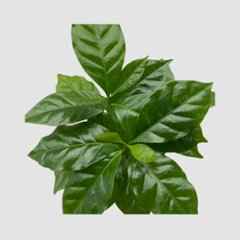 コーヒーの木　3.5号 (コーヒーノキ)画像