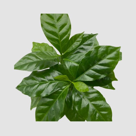 コーヒーの木　3.5号 (コーヒーノキ)画像