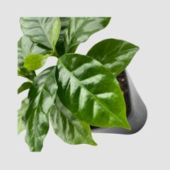 コーヒーの木　3.5号 (コーヒーノキ)画像