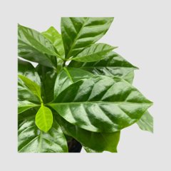 コーヒーの木　3.5号 (コーヒーノキ)画像