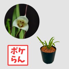 ポケらん Dracula lotaxの画像
