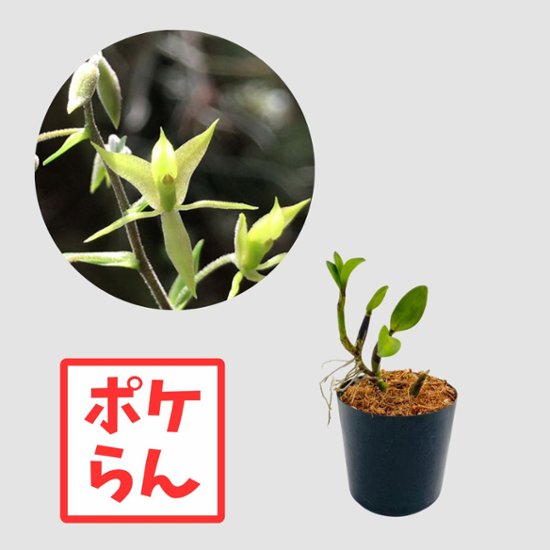 ポケらん Lanium avicula画像