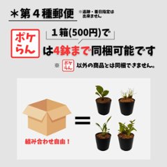 ポケらん Lanium avicula画像