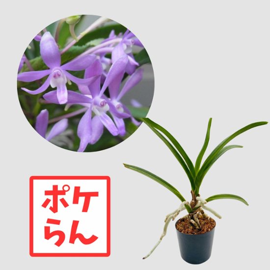 ポケらん　Van Blue Star画像