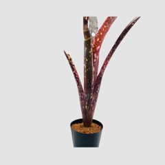 タンクブロメリア Billbergia 'Kolan Spirit'の画像