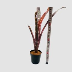 タンクブロメリア Billbergia 'Kolan Spirit'画像