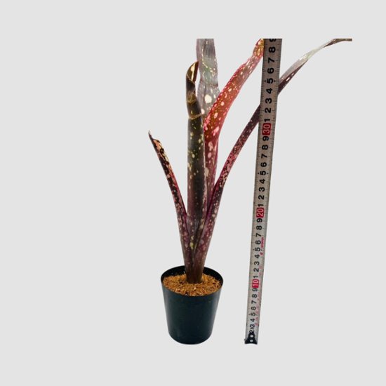タンクブロメリア Billbergia 'Kolan Spirit'画像