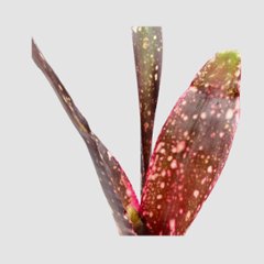 タンクブロメリア Billbergia 'Kolan Spirit'画像