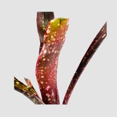 タンクブロメリア Billbergia 'Kolan Spirit'画像