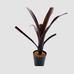 タンクブロメリア Billbergia 'Nita'の画像