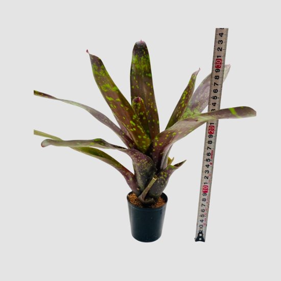 タンクブロメリア Neoregelia 'Arabian Knight'画像
