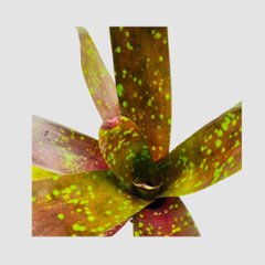 タンクブロメリア Neoregelia 'Arabian Knight'画像