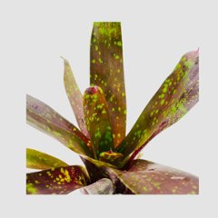 タンクブロメリア Neoregelia 'Arabian Knight'画像