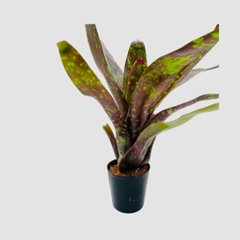 タンクブロメリア Neoregelia 'Arabian Knight'の画像