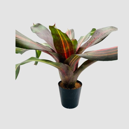 タンクブロメリア Neoregelia 'Kahala Dawn'画像