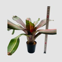 タンクブロメリア Neoregelia 'Kahala Dawn'画像