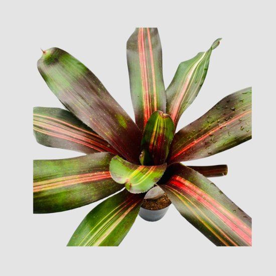 タンクブロメリア Neoregelia 'Kahala Dawn'画像
