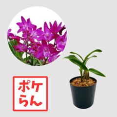 ポケらん　Den Dark Joyの画像