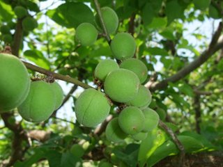 岩手県産　カリカリ用　小梅　2Kgの画像