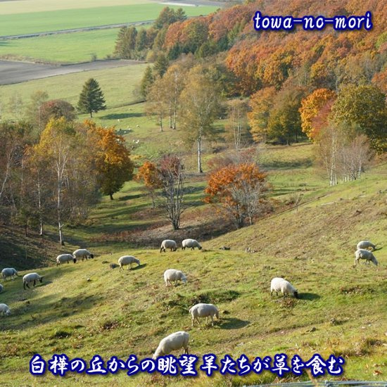 ペット「永久の杜」自然埋葬【永久の杜への散骨】～自然に帰る【北海道/日高山脈/眺望/牧場】画像