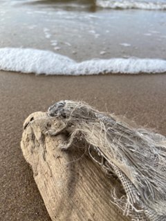 バルト海の流木の上の蛾（小）画像