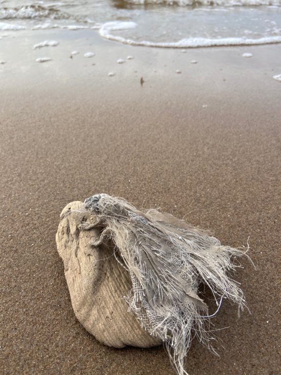 バルト海の流木の上の蛾（小）画像