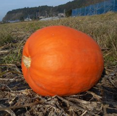 ハロウィン向けかぼちゃ　１個のみ　４～１０ｋｇ程度まで(送料・税込み)の画像