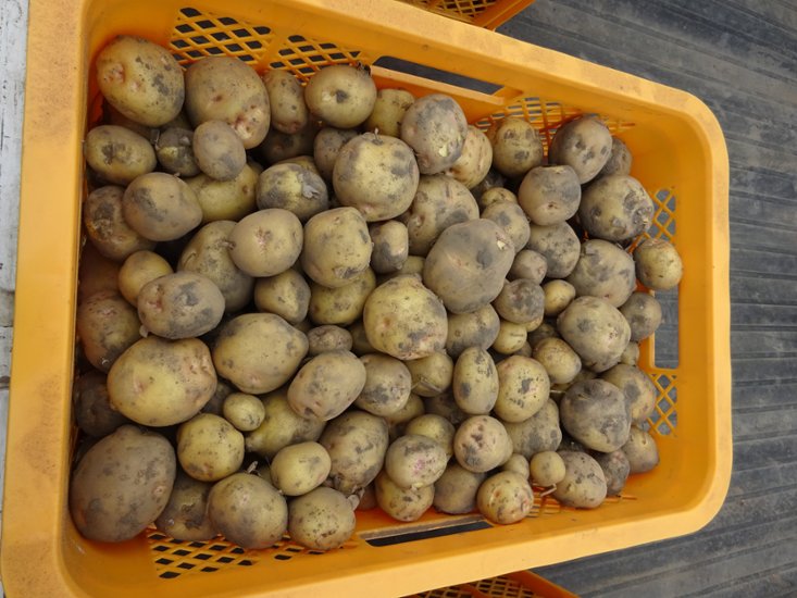 新じゃがいも　７ｋｇ、玉ねぎ２ｋｇ　夏野菜等画像