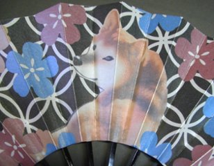 舞扇子　柴犬と桜　キラ引き画像