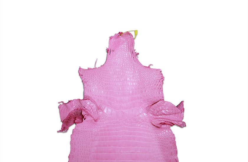 Siamensis Crocodylus Pink画像